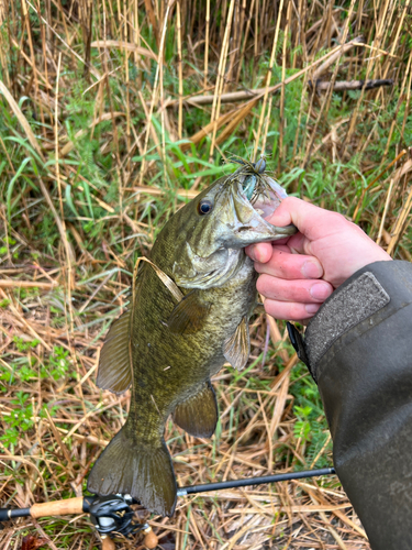 スモールマウスバスの釣果