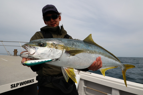 ヒラマサの釣果