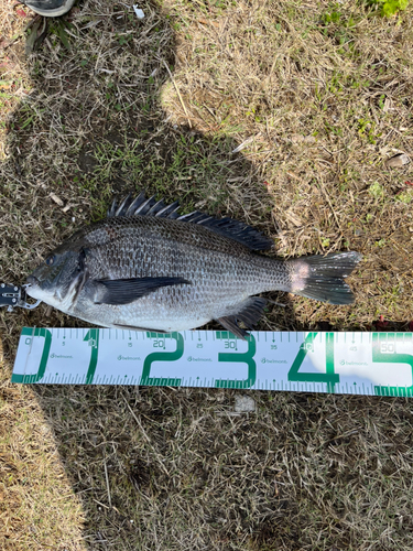 チヌの釣果