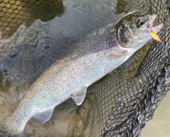 ニジマスの釣果