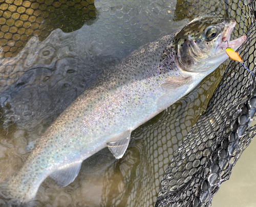 ニジマスの釣果