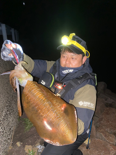 アオリイカの釣果