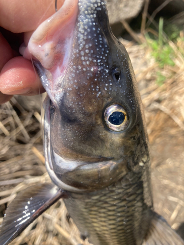 ニゴイの釣果