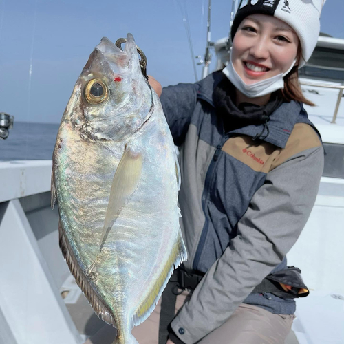 カイワリの釣果