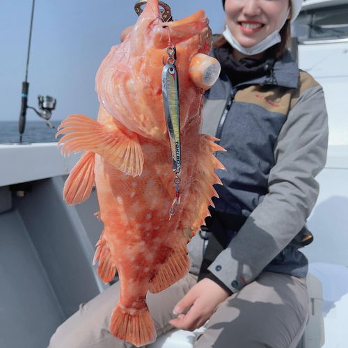 ウッカリカサゴの釣果