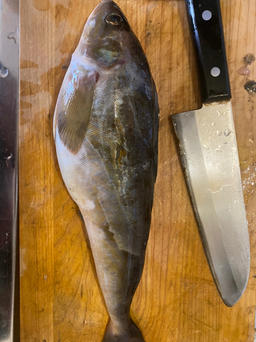 ホッケの釣果