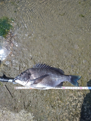 チヌの釣果