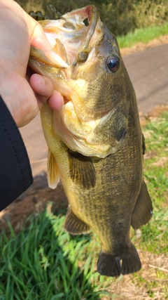 ラージマウスバスの釣果