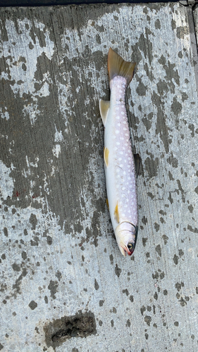 アメマスの釣果