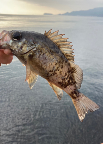 シロメバルの釣果