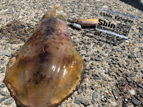 アオリイカの釣果