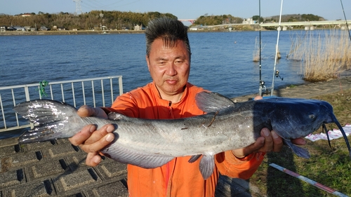 アメリカナマズの釣果