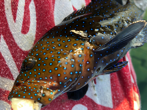 アオノメハタの釣果