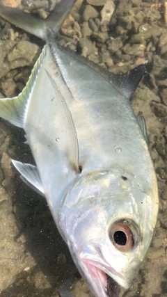 ミナミギンガメアジの釣果