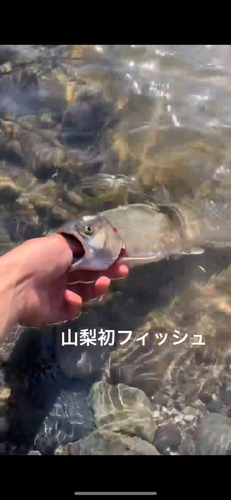 イワナの釣果