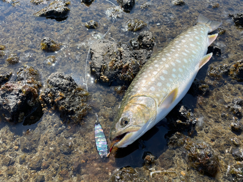 アメマスの釣果