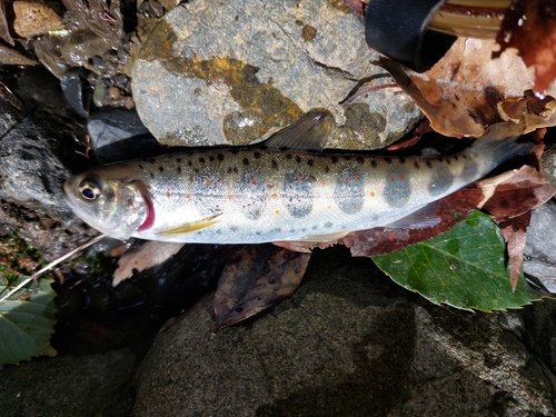 アマゴの釣果