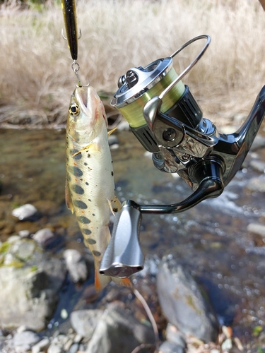 アマゴの釣果