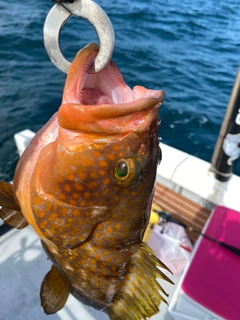 アコウの釣果