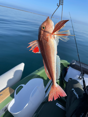 ホウボウの釣果