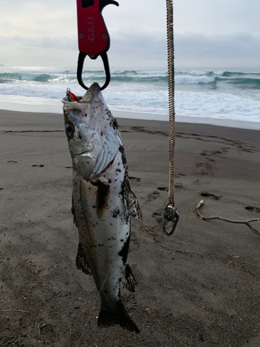 フッコ（マルスズキ）の釣果