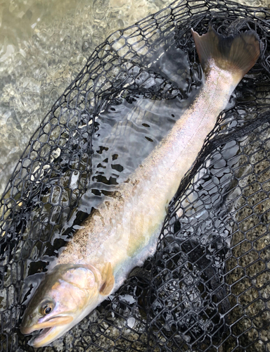 イワナの釣果