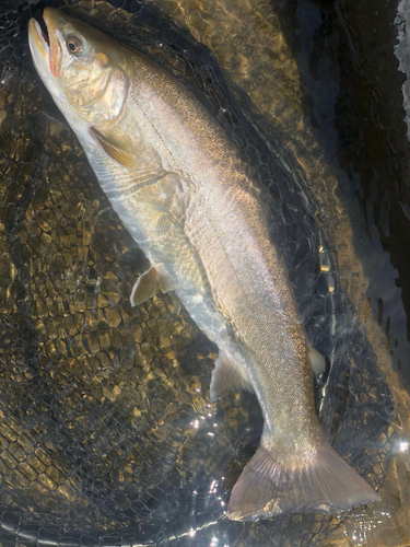 イワナの釣果