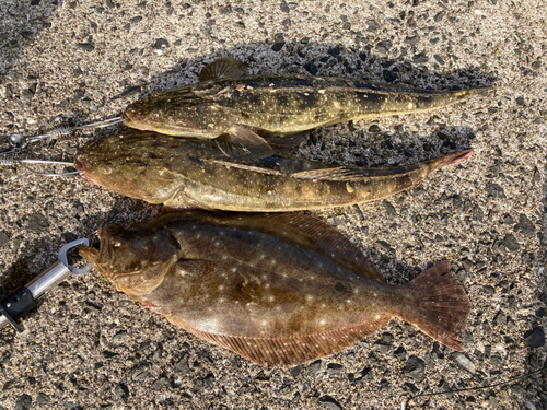 ヒラメの釣果