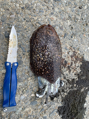 シリヤケイカの釣果