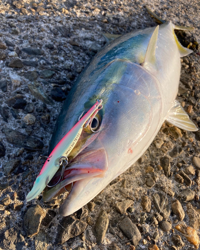 メジロの釣果