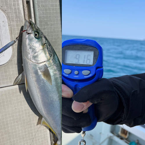 ブリの釣果