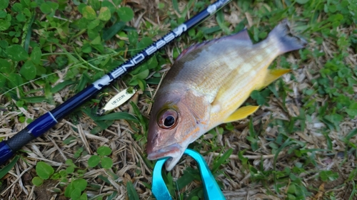 オキフエダイの釣果