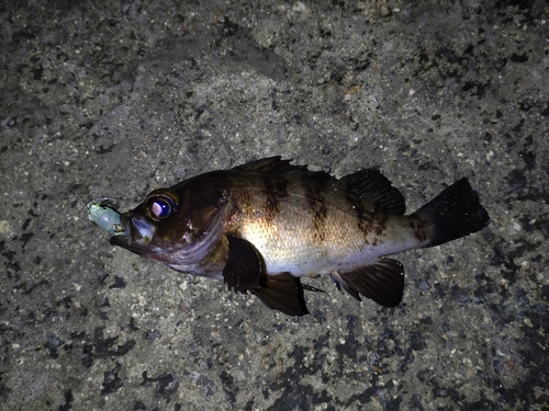 メバルの釣果