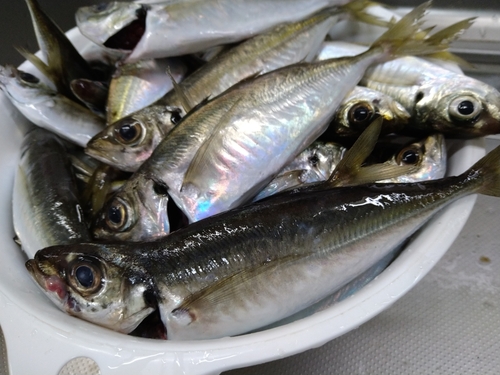 アジの釣果