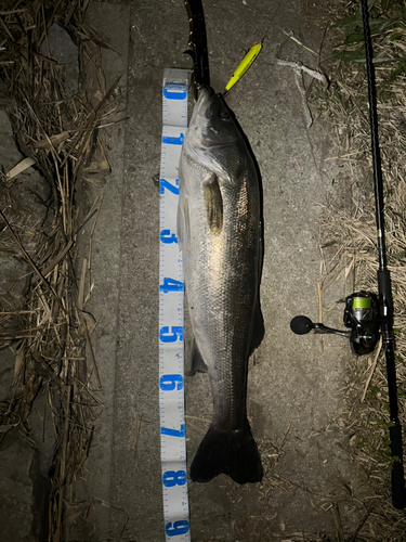 シーバスの釣果