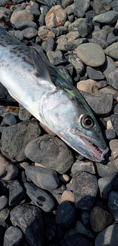 サゴシの釣果