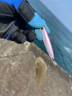 シタビラメの釣果