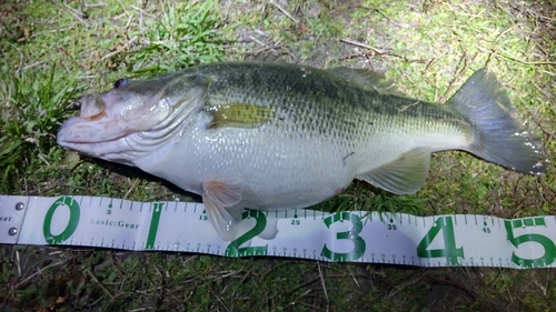 ブラックバスの釣果