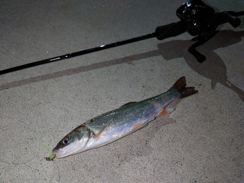 マルタウグイの釣果