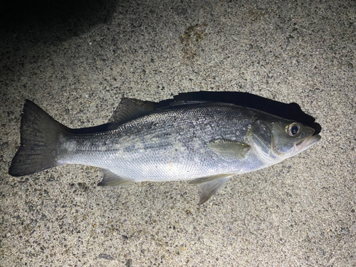 セイゴ（ヒラスズキ）の釣果