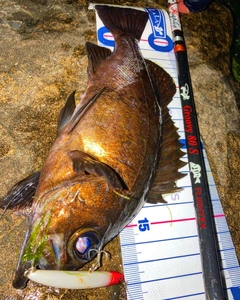 アカメバルの釣果