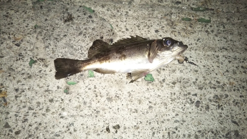 クロメバルの釣果