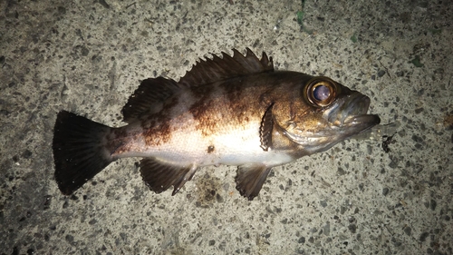 クロメバルの釣果