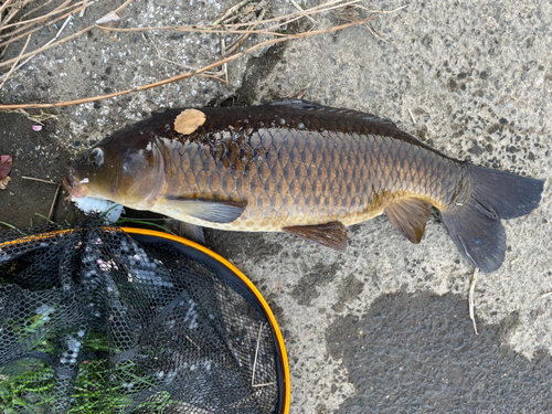 コイの釣果