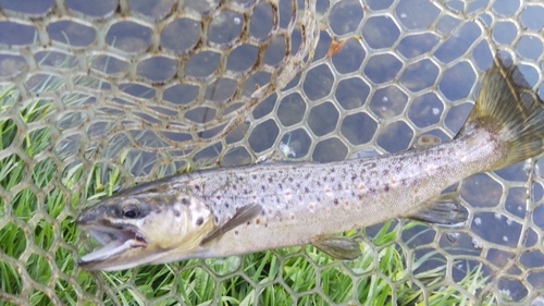 ブラウントラウトの釣果