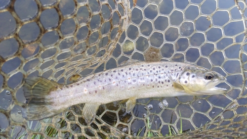 ブラウントラウトの釣果