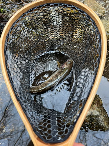 イワナの釣果