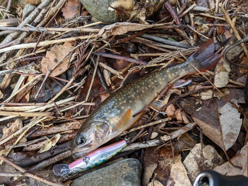 イワナの釣果