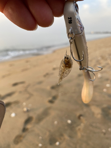 カレイの釣果