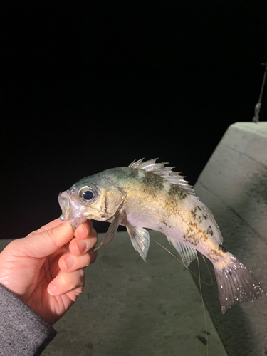 メバルの釣果